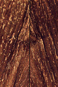 Speckled Mrytle Wood